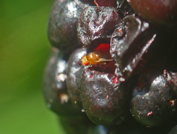 D. suzukii auf Brombeere